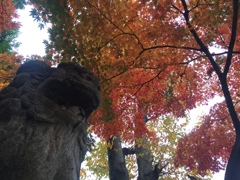 紅葉