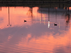 夕焼けと鴨