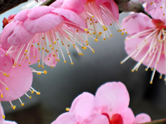 ピンクの梅たち