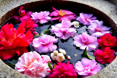 手水鉢と冬の花たち