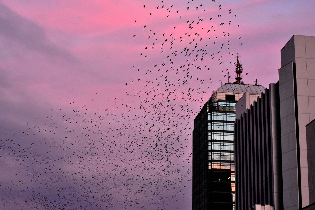 夕日のムクドリ