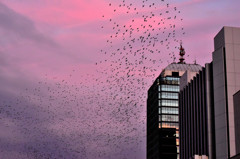 夕日のムクドリ