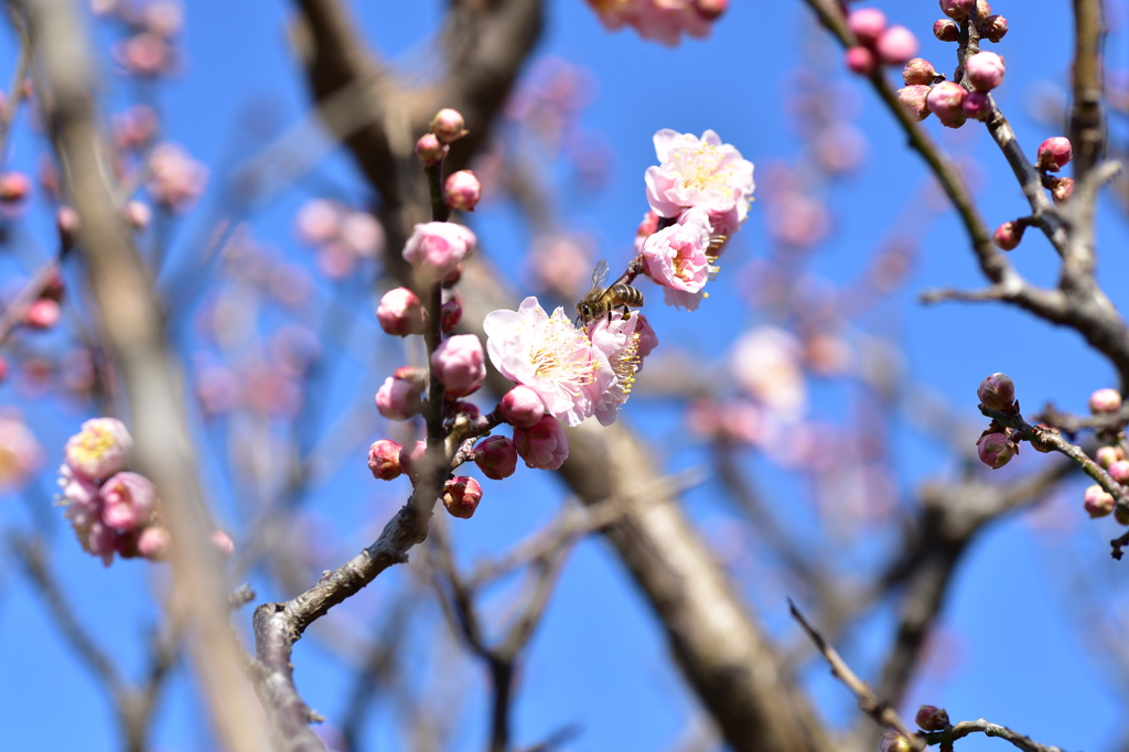 梅と蜂
