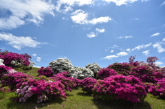 浅香山つつじ2