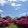 浅香山つつじ2