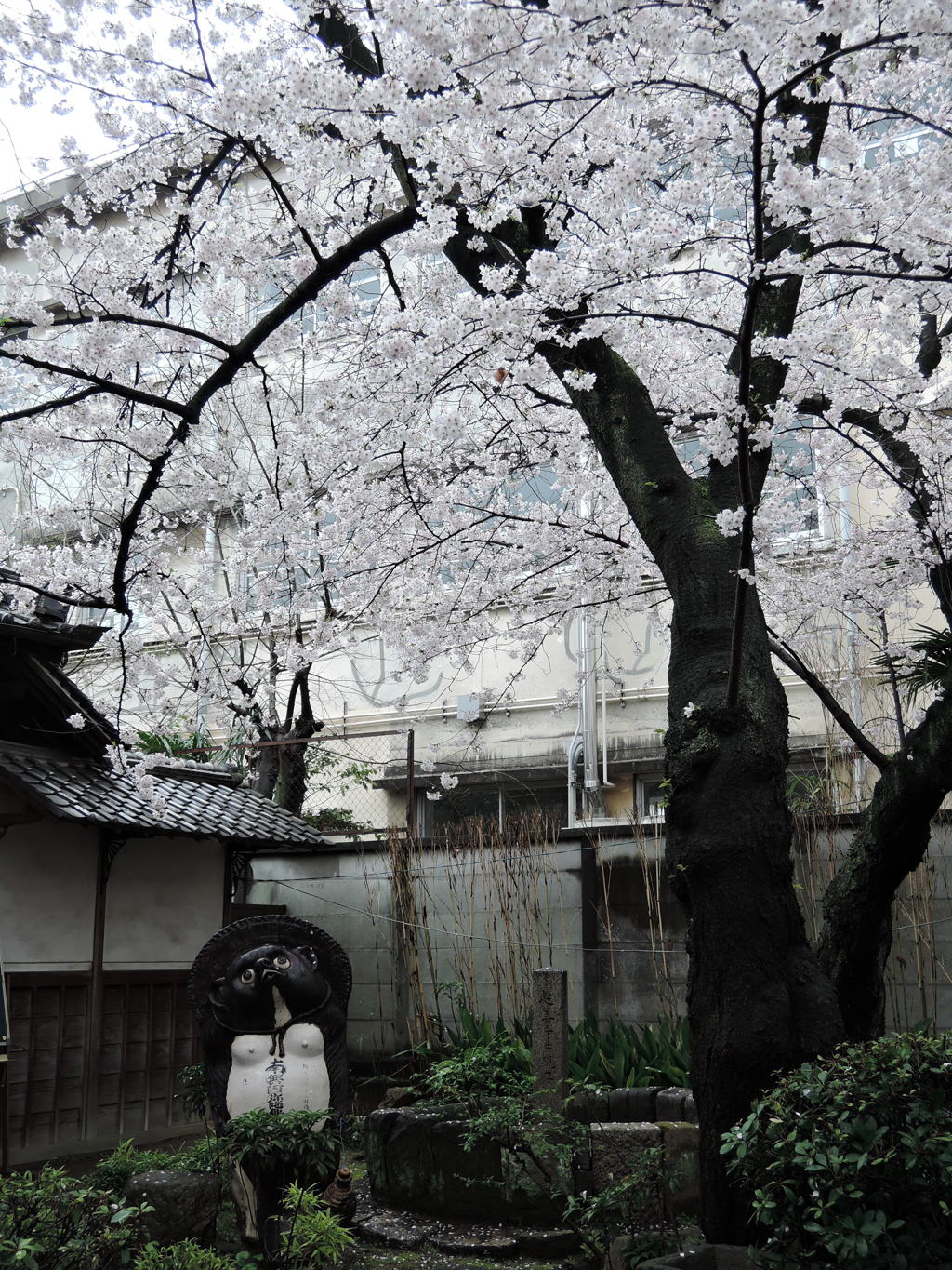 狸も花見