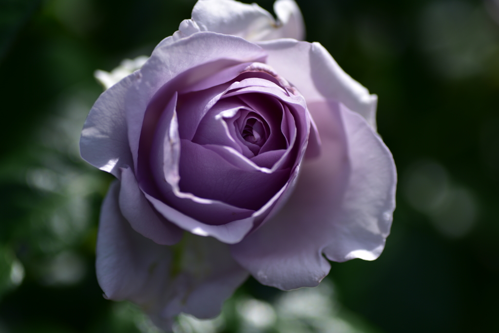 文化園紫バラ