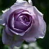 文化園紫バラ