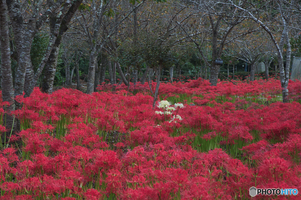 深山の花園