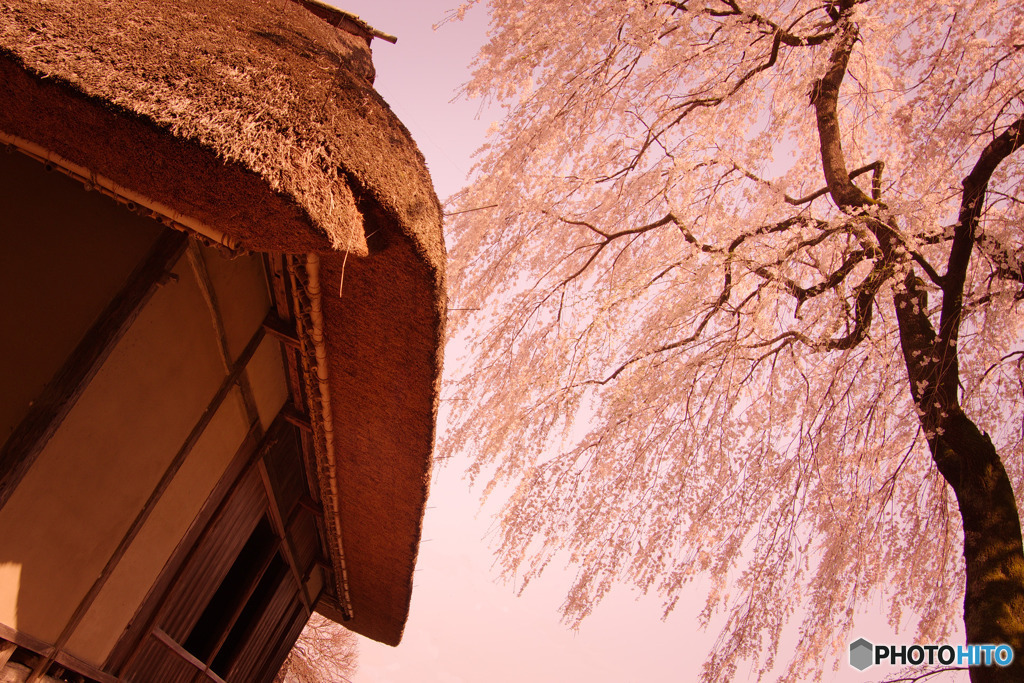 茅葺屋根と枝垂れ桜
