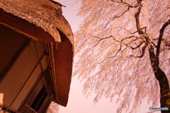 茅葺屋根と枝垂れ桜
