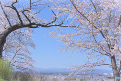 稲荷山公園展望台の桜
