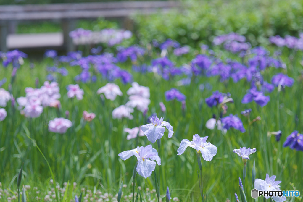 神代植物公園水生植物園