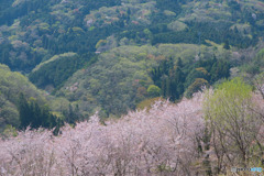 虎山の千本桜