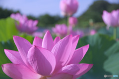 原市沼