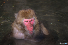 智光山公園こども動物園