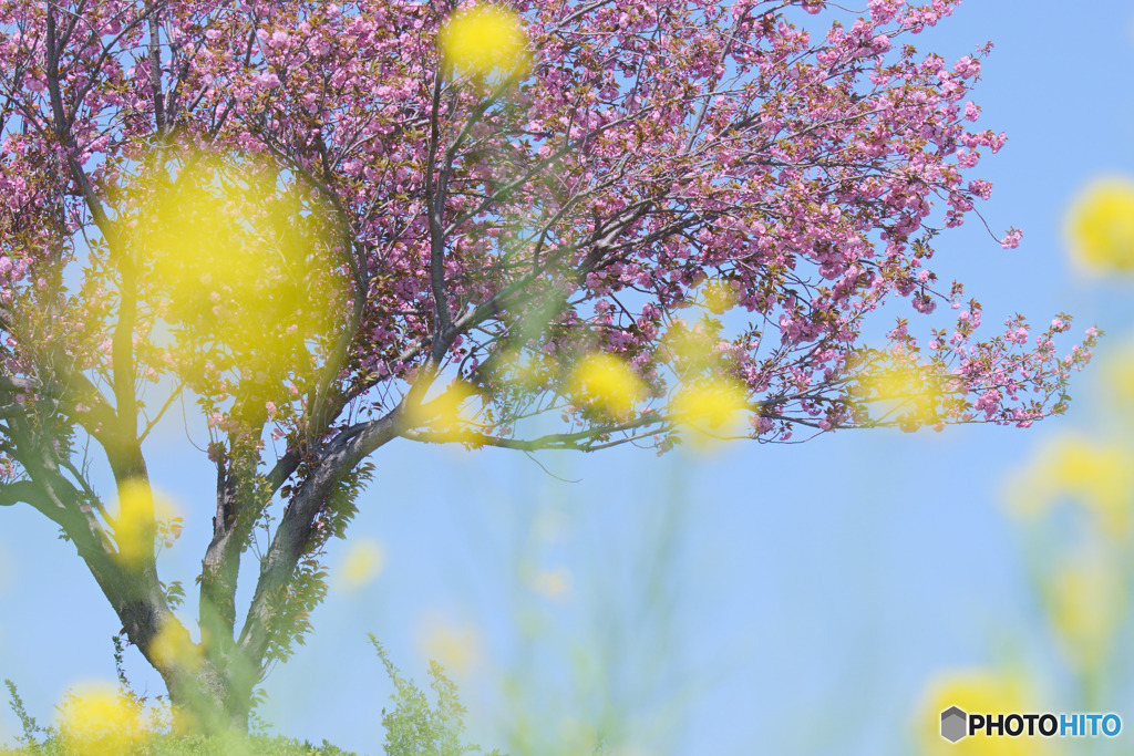 東大久保菜の花フェスタ