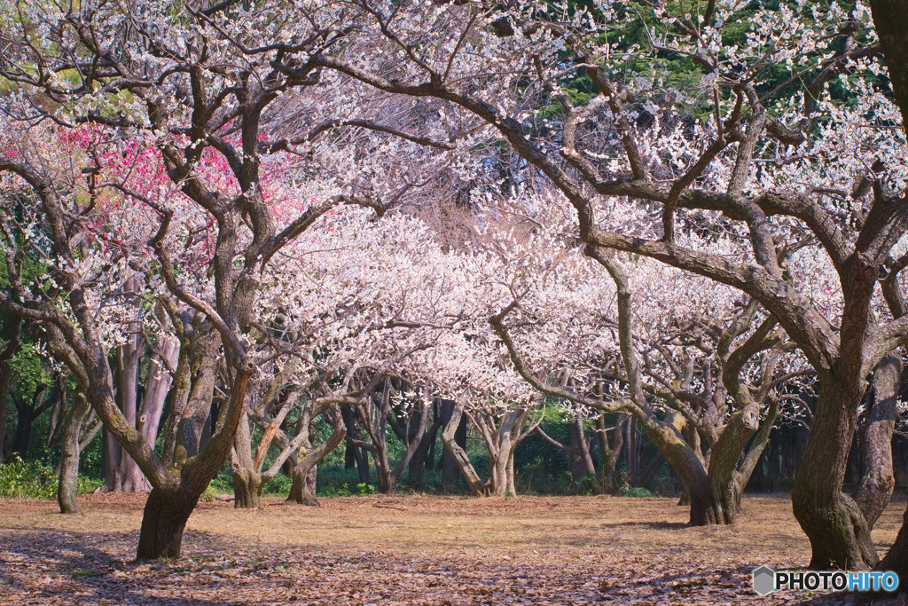 光が丘公園の梅園