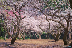 光が丘公園の梅園