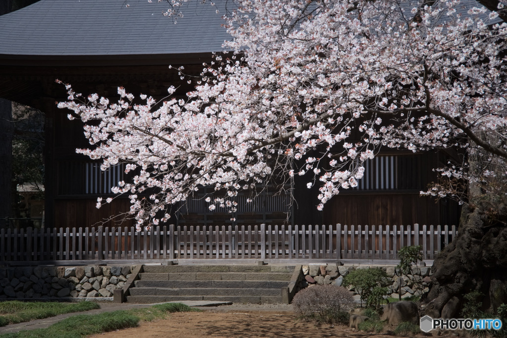 廣園寺の山桜