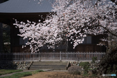 廣園寺の山桜