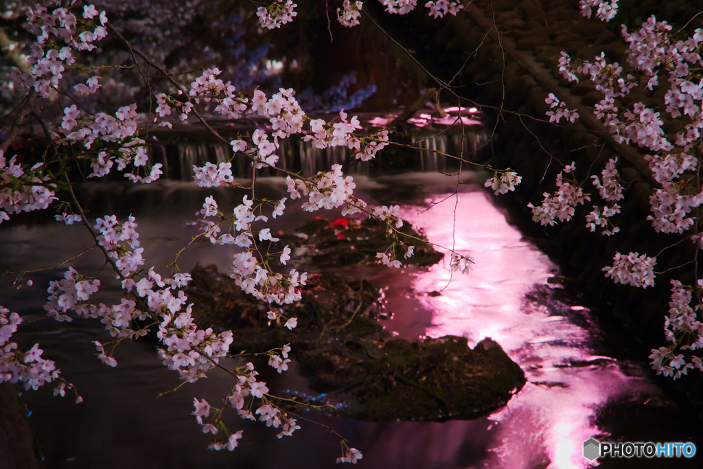 夜桜