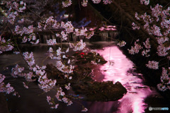 夜桜