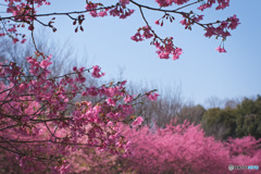 大泉さくら運動公園の河津桜