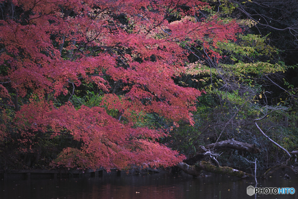 石神井公園