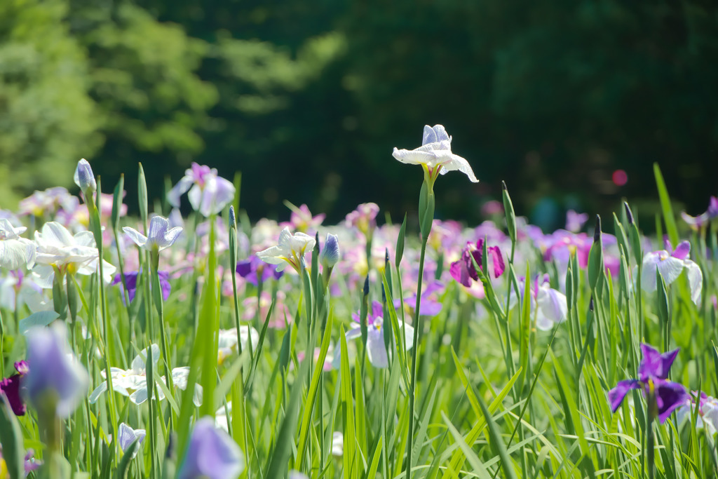 智光山公園の花菖蒲