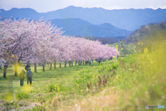 北浅羽桜堤公園