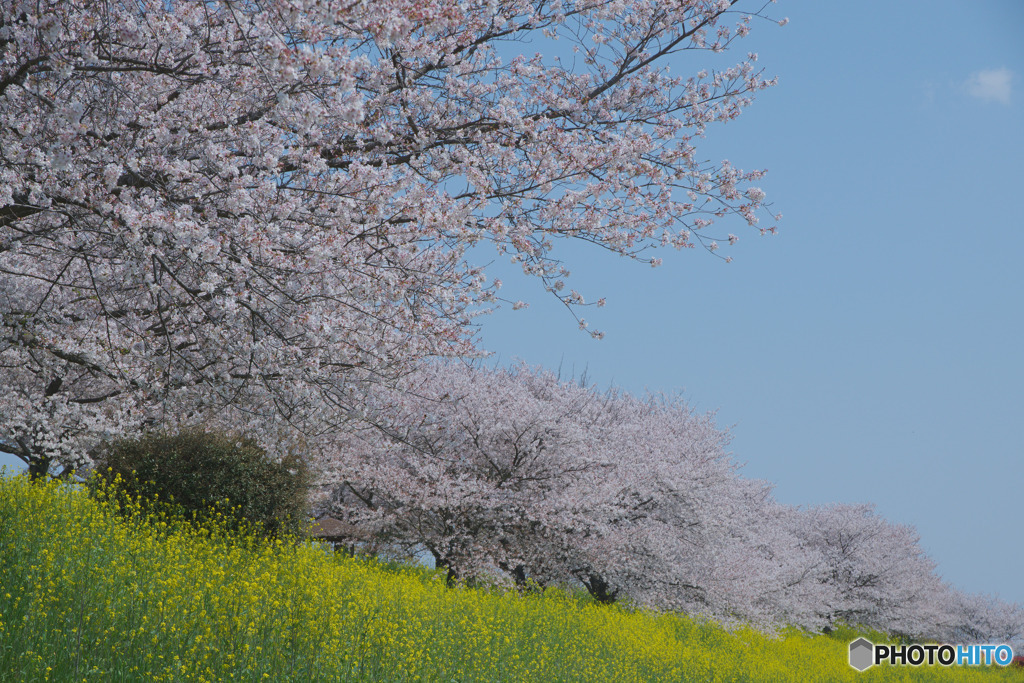 山田桜堤