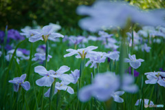 智光山公園の花菖蒲