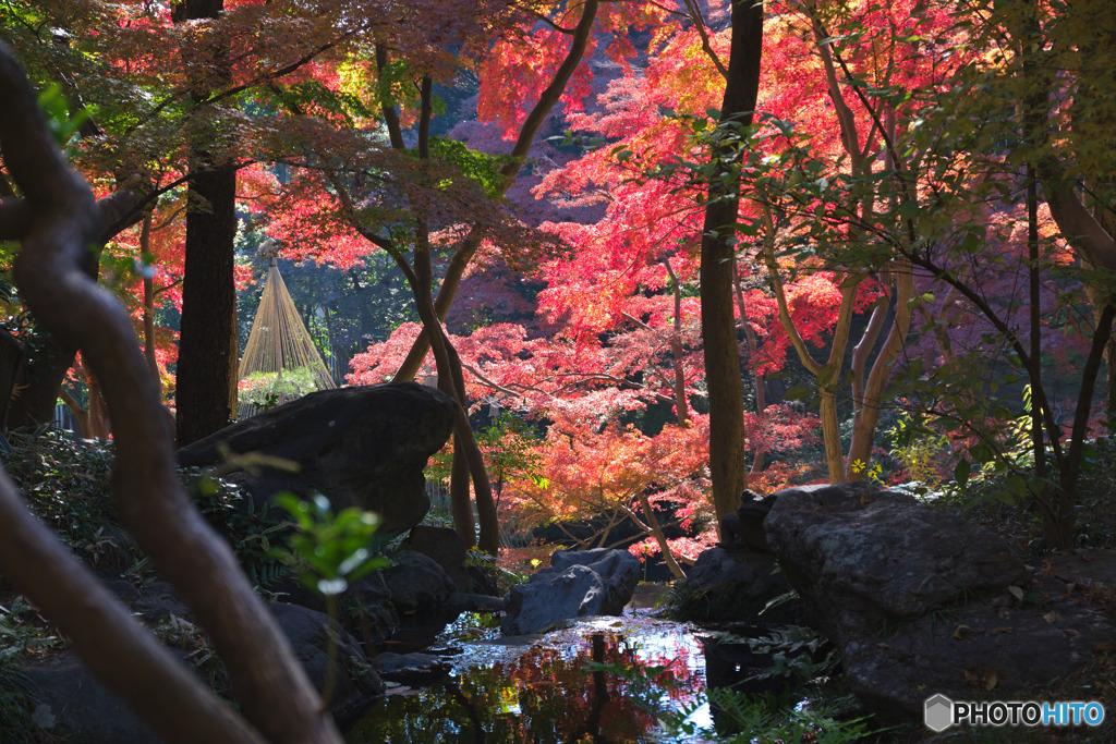 殿ヶ谷戸庭園