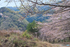 虎山の千本桜