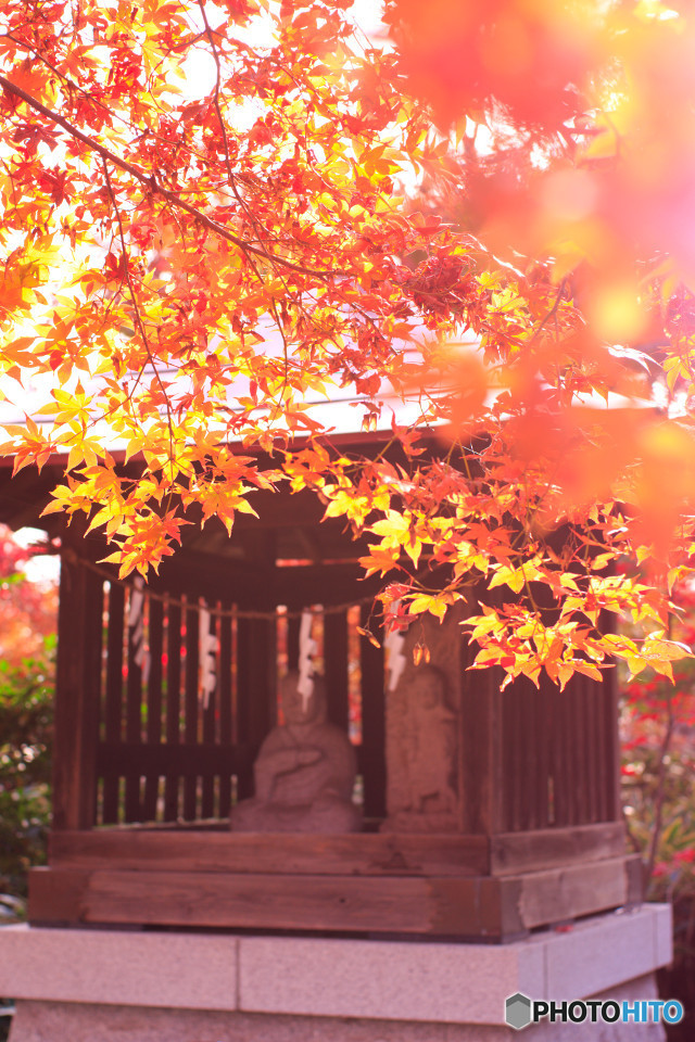 多聞院の紅葉