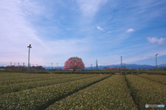 入間茶畑の一本桜