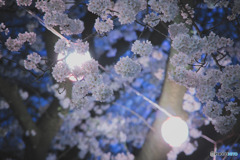 夜桜