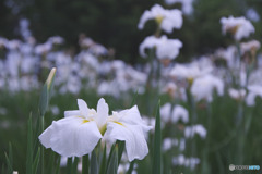 平成の森公園