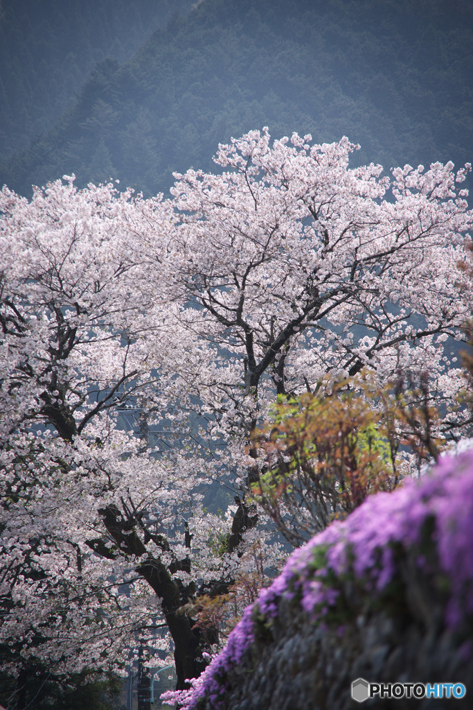 天の桜と、地の桜。
