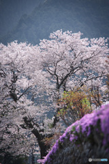 天の桜と、地の桜。