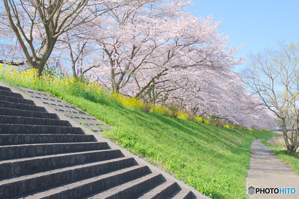 飯能ライオンズ並木