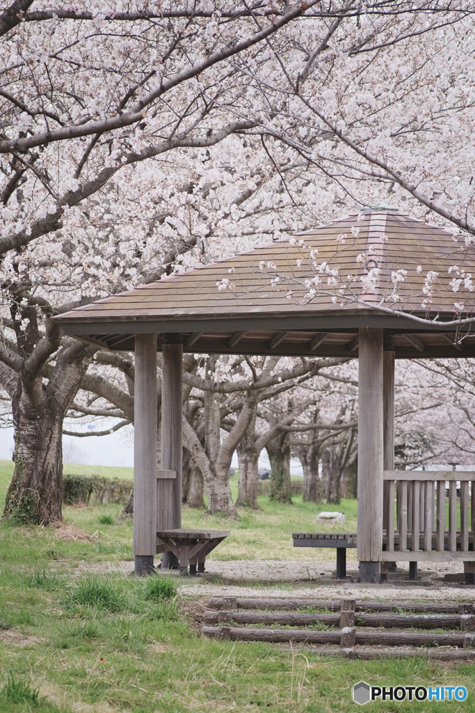 釘無桜づつみ