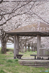 釘無桜づつみ