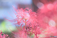 彼岸花