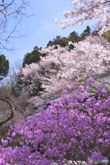 大渕寺の桜とミツバツツジ