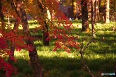 巾着田の紅葉