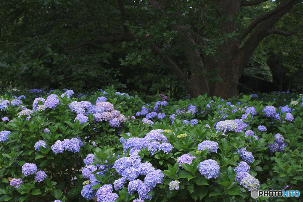 大宮第二公園