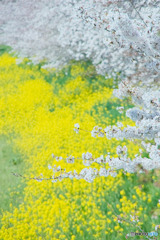 枝、すらり