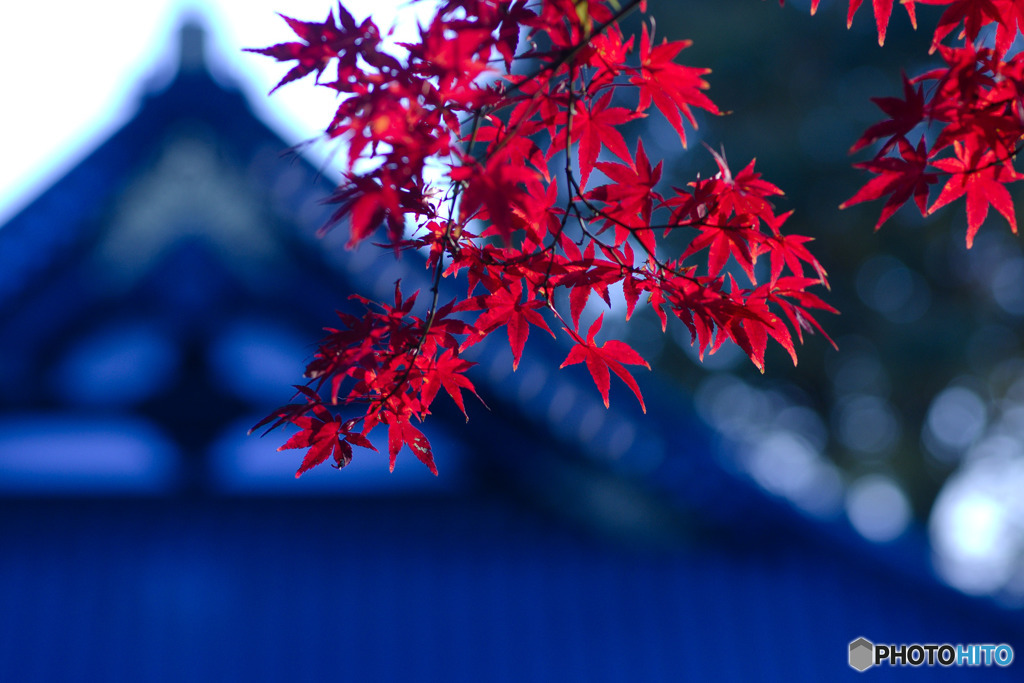紅を差す